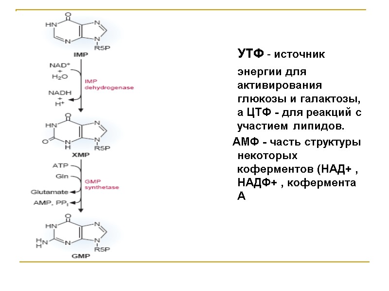 УТФ - источник энергии для активирования  глюкозы и галактозы, а ЦТФ - для